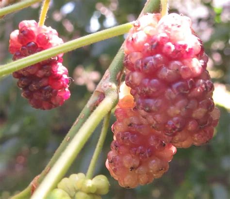 honeydrops mulberry tree for sale.